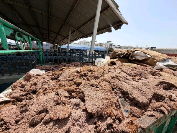 માવઠાએ ઊંઝા યાર્ડમાં મચાવી અસર, 1500 ખેડૂતો માટે APMCએ ભોજનની વ્યવસ્થા કરી