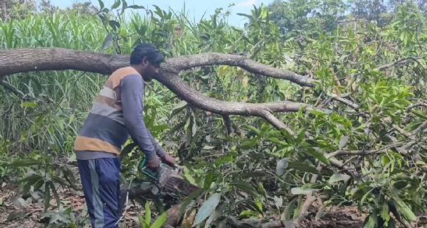 તાલાલા  છેલ્લા ત્રણ વર્ષથી ઉત્પાદન ઘટતા, ખેડૂતો હૃદય પર પથ્થર રાખીને બગીચો કાપી રહ્યા છે.