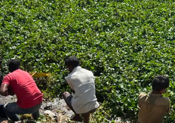 વિસનગરના દેળીયા તળાવની સફાઈ શરૂ, પાંચ ટ્રેક્ટર જેટલો કચરો દૂર કરાયો વિસનગરના દેળીયા તળાવની સફાઈ શરૂ, પાંચ ટ્રેક્ટર જેટલો કચરો દૂર કરાયો