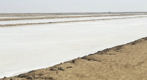 ભરૂચ જિલ્લાના વાગરા તાલુકાના મુલેર ગામે વિમારઝુ સોલ્ટના કૌભાંડનો પર્દાફાશ