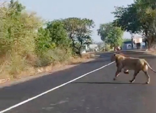 સાવરકુંડલા નજીક નેશનલ હાઇવે પર બપોરે સિંહનો વિહાર, ગરમી વચ્ચે રોડ ક્રોસ કરતાં દ્રશ્યો કેદ