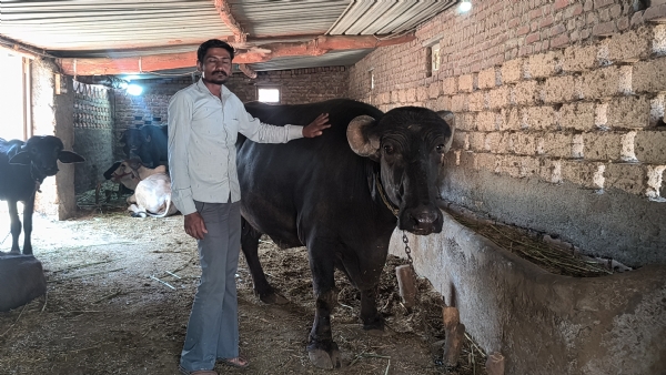 પશુ પાલન