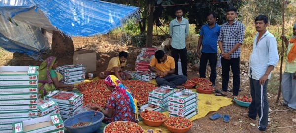 સ્ટ્રોબેરી