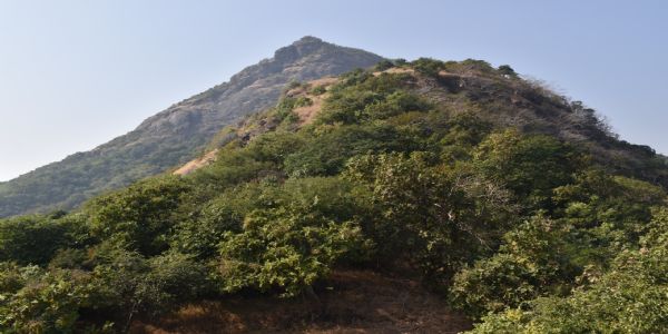 આંતરરાષ્ટ્રીય જૈવ વિવિધતા દિવસ: સરીસૃપો, પક્ષીઓ અને 600થી વધુ પ્રકારની વનસ્પતિઓથી સંપન્ન છે ગિરનાર