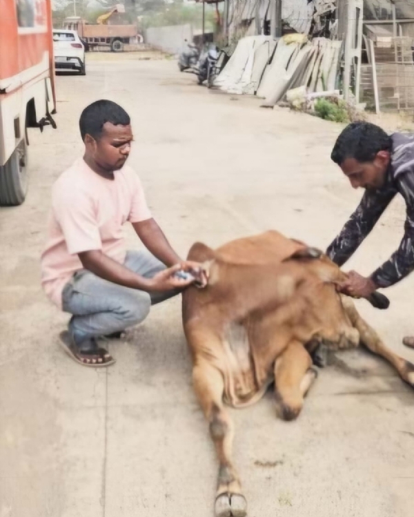 બેજુબાન પ્રાણીની મદદ માટે લોકો આવ્યા આગળ