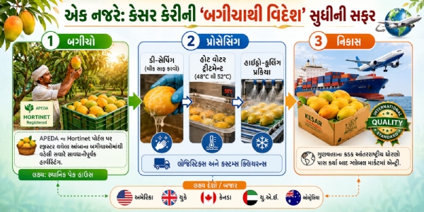 કેસર કેરી