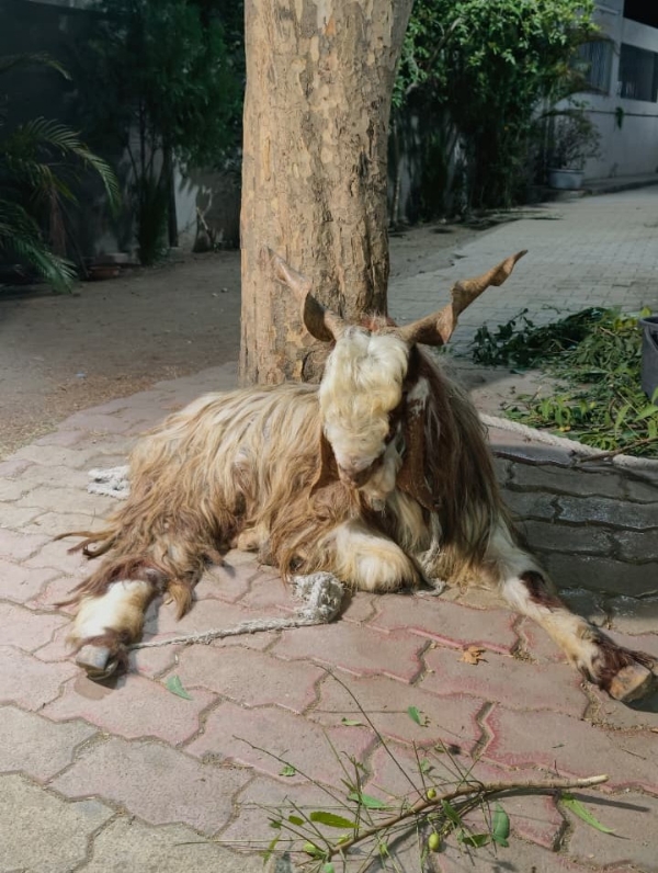 બકરો