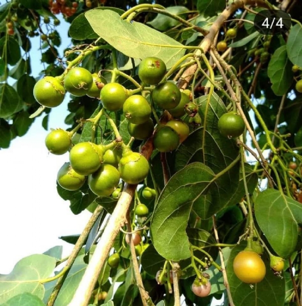 બોટાદ