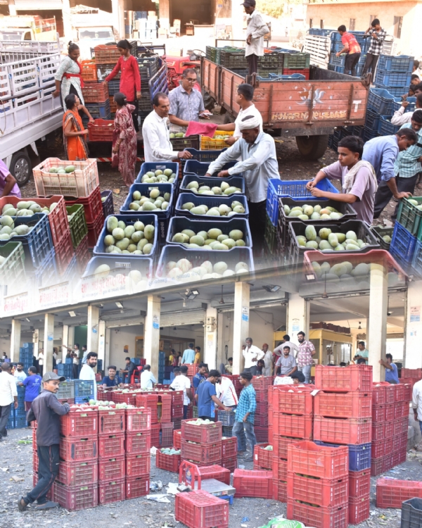 ફોટો કૅપ્શન: ધરમપુર કેરી માર્કેટમાં સિઝન જામી રહી છે. માર્કેટમાં કેરીના કેરેટ સાથે વેપારીઓ, ખેડૂતો અને મજૂરોની ભારે અવરજવર વચ્ચે કેરીની ખરીદી-વેચાણની પ્રક્રિયા ચાલી રહી છે.
