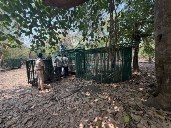 7 lions die due to invasive virus in Gir forest, 17 lions quarantined 7 lions die due to invasive virus in Gir forest, 17 lions quarantined