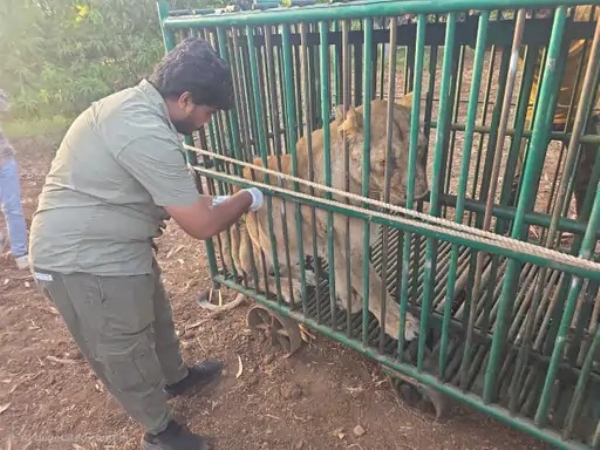 Lion deaths in Babarkot area of Gir rise to 12, Savjo isolated in 10 km