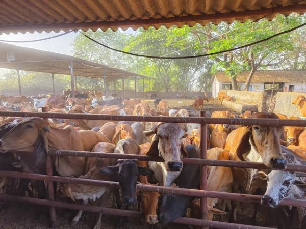 પાંજરાપોળ