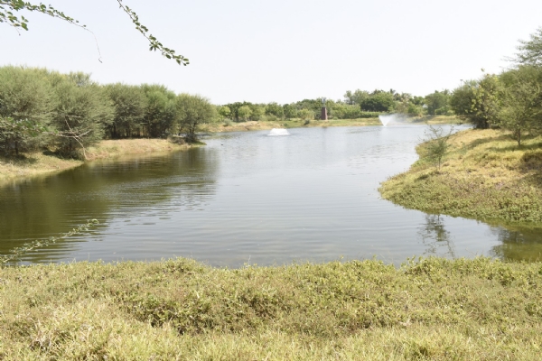 વડસરનું ઐતિહાસિક જેડવા તળાવ