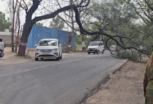 વૃક્ષ વૃક્ષ