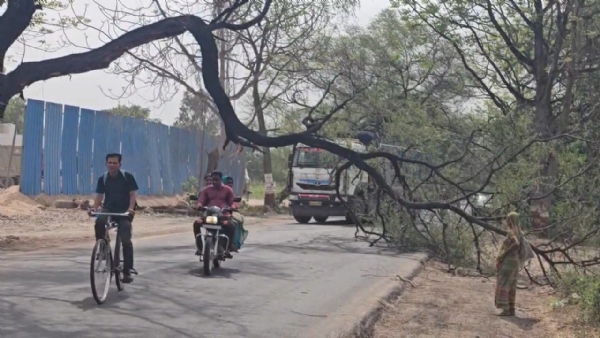 વૃક્ષ વૃક્ષ