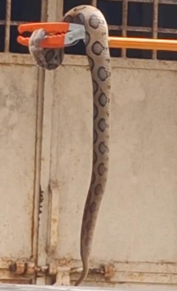 સાપ સાપ