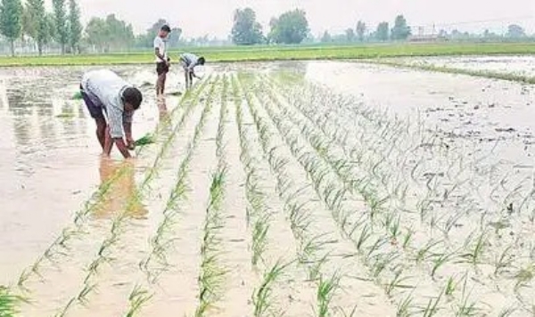 Central Gujarat ready for cotton and vegetable sowing