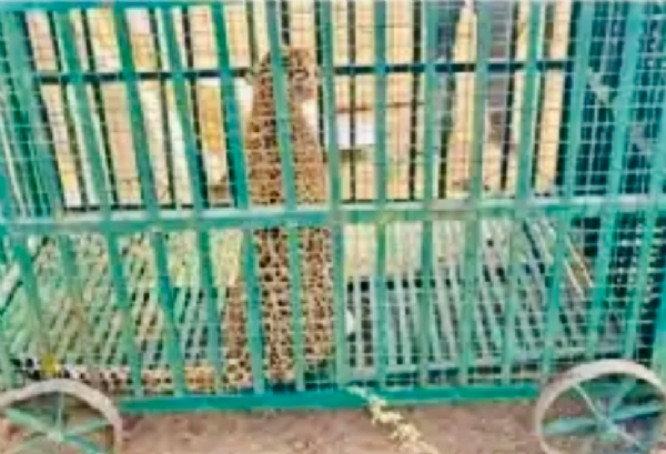 વન વિભાગ દ્વારા પકડાયેલ દીપડી