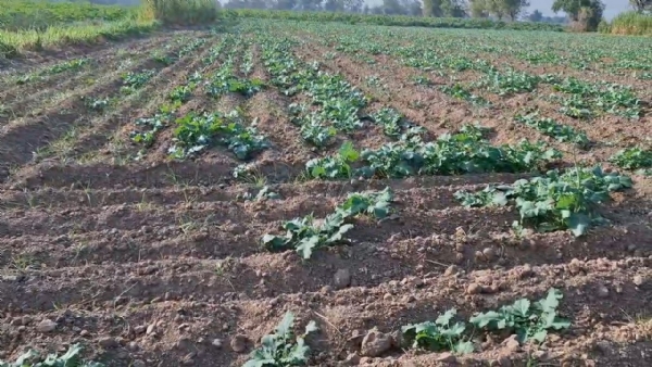Natural agriculture is the best way for poison-free farming and a healthy society Kamaraj Chaudhary