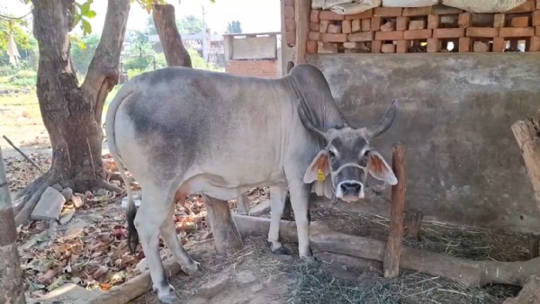 Natural agriculture is the best way for poison-free farming and a healthy society Kamaraj Chaudhary