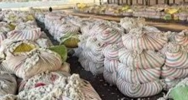 Farmers of Amreli district face lottery, cotton prices cross 2036