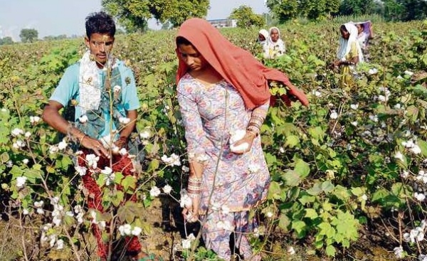 Farmers of Amreli district face lottery, cotton prices cross 2036