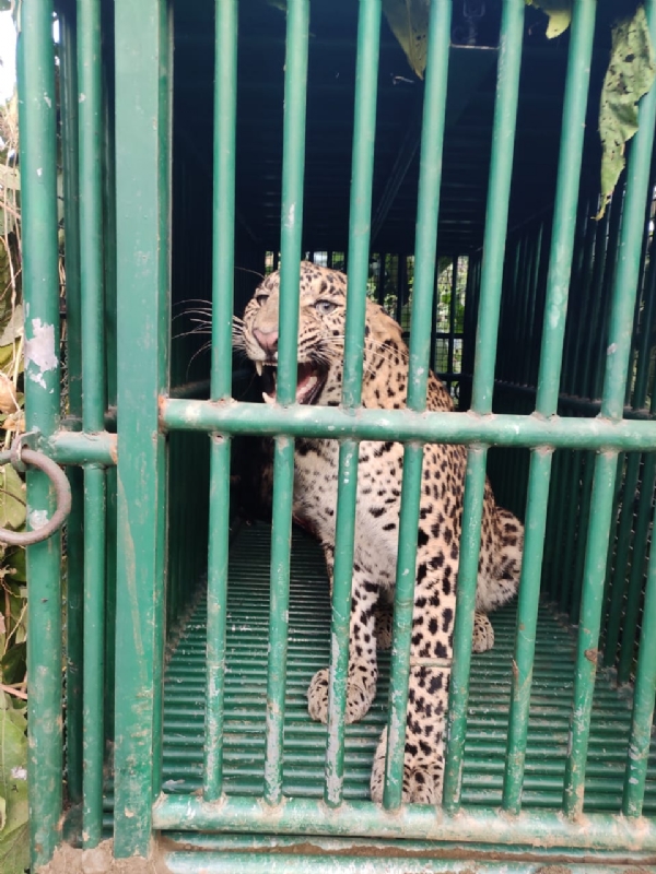 દીપડી