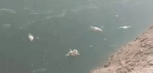 fish die Asarwana lake