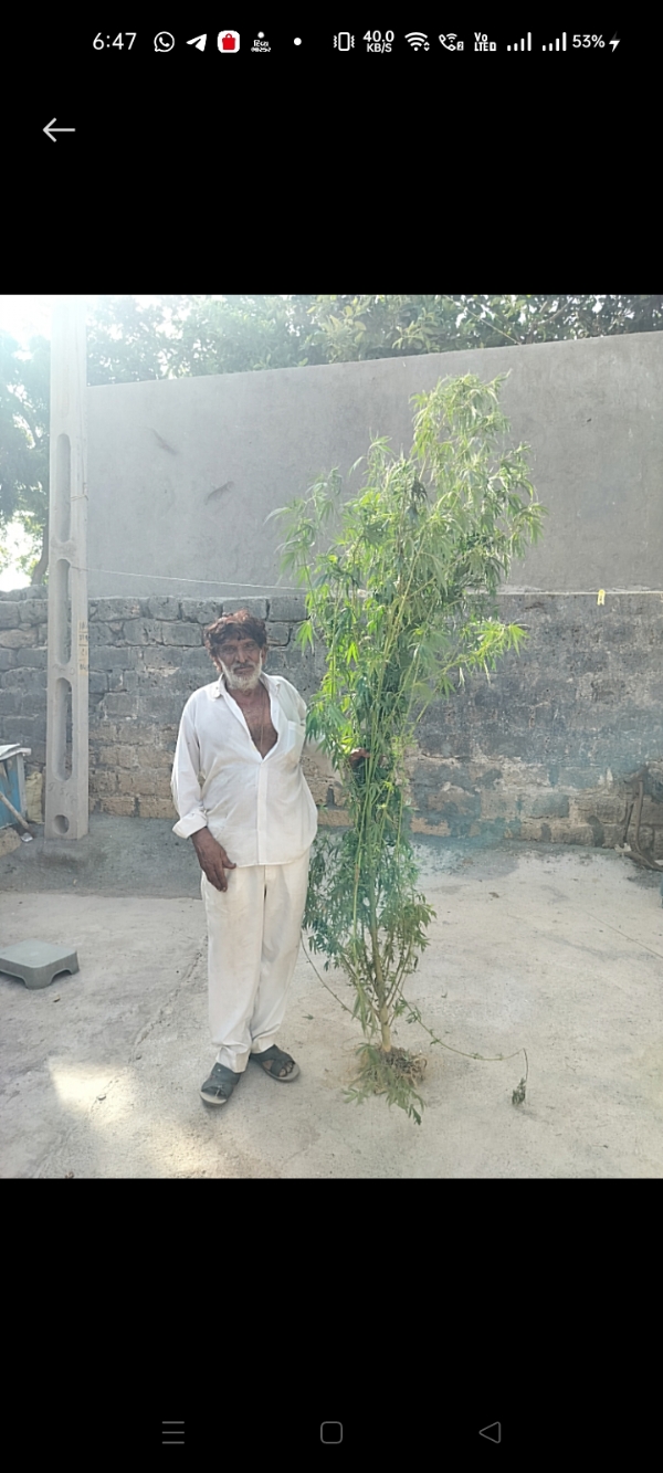 નવાગામ ખાતે મંદિરના પરિસર માં ઉગાડેલ ગાંજાનો છોડ જડપાયો.