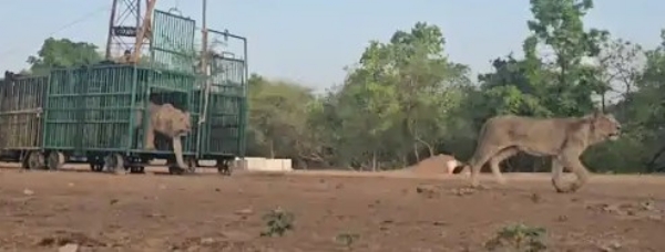 Out of 17 sick lions quarantined after virus outbreak in Gir, 12 released, 6 under treatment