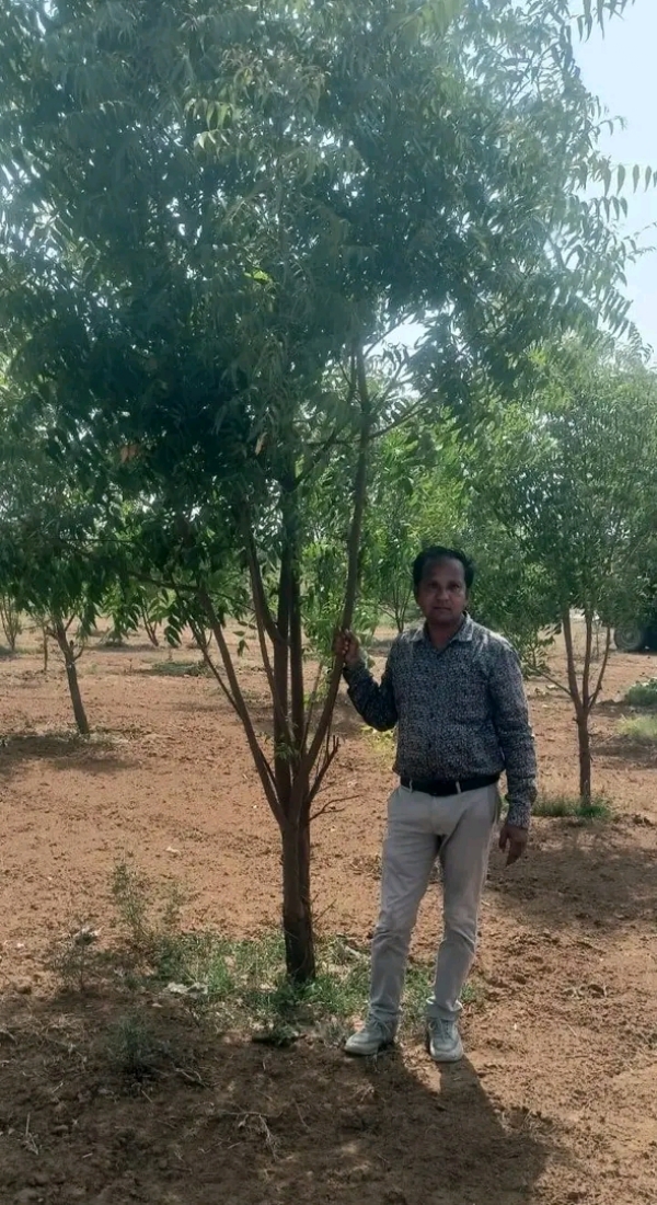 ઊંઝા જેસીસ દ્વારા વૃક્ષારોપણ મહોત્સવનું આયોજન, પર્યાવરણ સંરક્ષણનો સંદેશ
