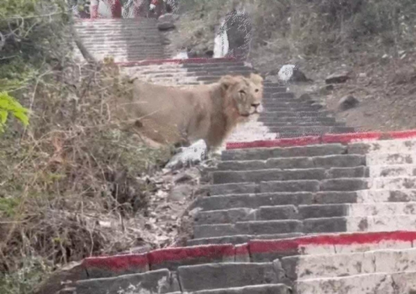 પર્વેત પર સિંહ