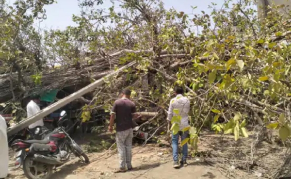 ધરાશે થયેલ વૃક્ષ ધરાશે થયેલ વૃક્ષ