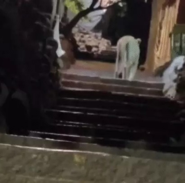 A lion dragged a child while climbing the Girnar pilgrimage site in Junagadh, the main staircase was closed for general traffic.