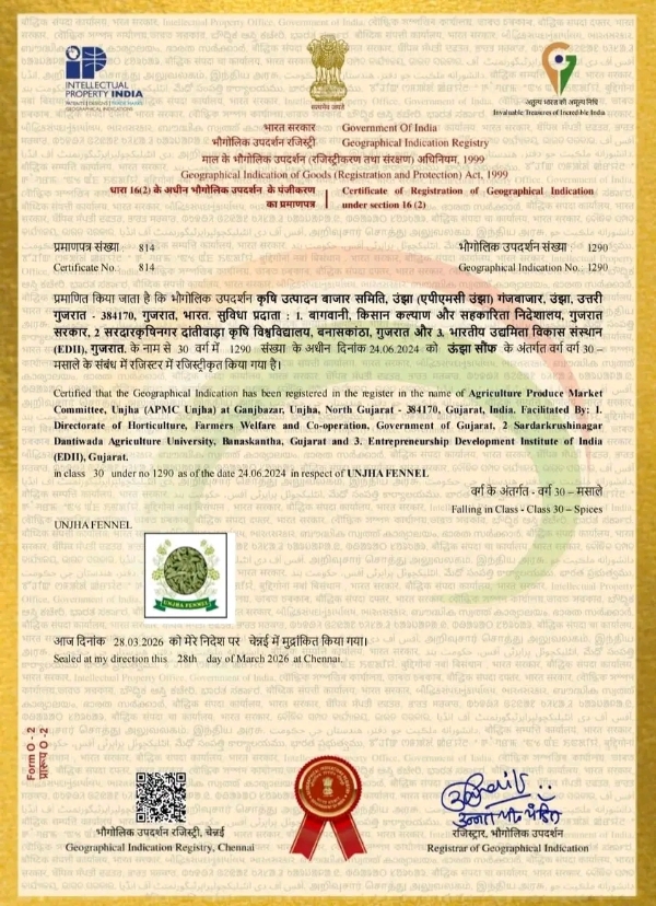 ઊંઝા જીરું અને ઊંઝા વરિયાળીને મળ્યો GI ટેગ, વૈશ્વિક બજારમાં મળશે આગવી ઓળખ ઊંઝા જીરું અને ઊંઝા વરિયાળીને મળ્યો GI ટેગ, વૈશ્વિક બજારમાં મળશે આગવી ઓળખ