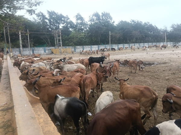 એનીમલ ન્યુસન્સ કંટ્રોલ વિભાગ દ્વારા શહેરમાં જાહેર સ્થળોએ ઘાસચારો વેચતા ઇસમોને કાયદાથી કરાયા વાકેફ. એનીમલ ન્યુસન્સ કંટ્રોલ વિભાગ દ્વારા શહેરમાં જાહેર સ્થળોએ ઘાસચારો વેચતા ઇસમોને કાયદાથી કરાયા વાકેફ.
