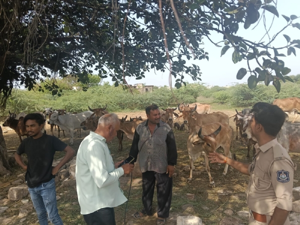 એનીમલ ન્યુસન્સ કંટ્રોલ વિભાગ દ્વારા શહેરમાં જાહેર સ્થળોએ ઘાસચારો વેચતા ઇસમોને કાયદાથી કરાયા વાકેફ. એનીમલ ન્યુસન્સ કંટ્રોલ વિભાગ દ્વારા શહેરમાં જાહેર સ્થળોએ ઘાસચારો વેચતા ઇસમોને કાયદાથી કરાયા વાકેફ.