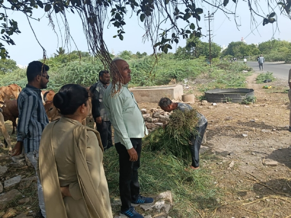 એનીમલ ન્યુસન્સ કંટ્રોલ વિભાગ દ્વારા શહેરમાં જાહેર સ્થળોએ ઘાસચારો વેચતા ઇસમોને કાયદાથી કરાયા વાકેફ. એનીમલ ન્યુસન્સ કંટ્રોલ વિભાગ દ્વારા શહેરમાં જાહેર સ્થળોએ ઘાસચારો વેચતા ઇસમોને કાયદાથી કરાયા વાકેફ.