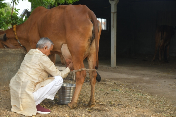 દુગ્ધ દોહન દુગ્ધ દોહન