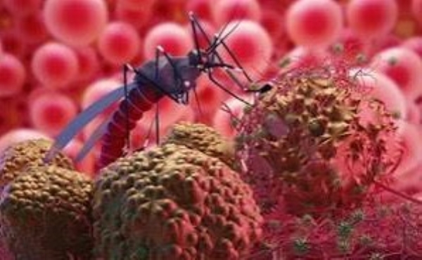 Chandipura virus Chandipura virus