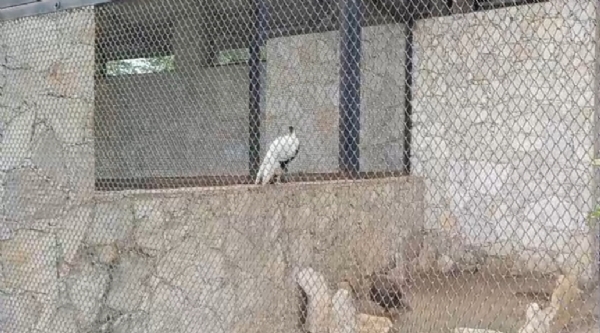 સયાજી બાગ સયાજી બાગ