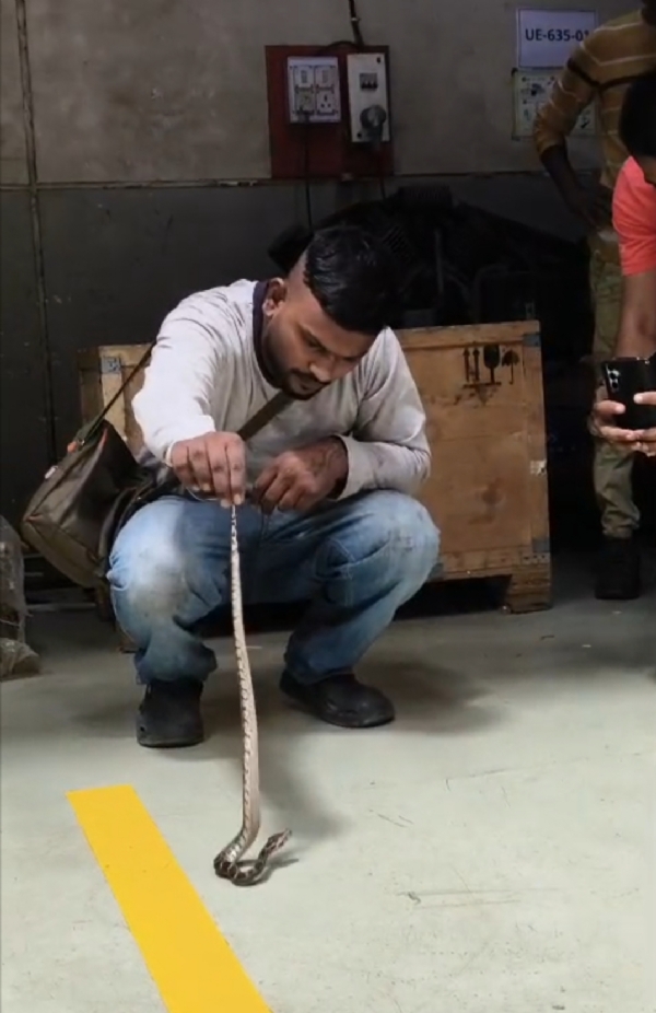 અજગર નું બચ્ચું અજગર નું બચ્ચું