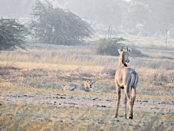 સિંહ સિંહ