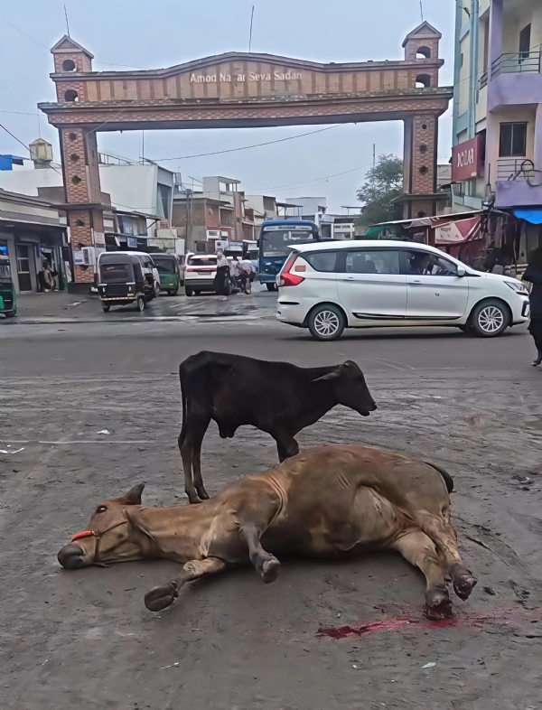 આમોદ ચોકડી પાસે રસ્તા પર રઝળતી ગાય ફરી અકસ્માતનો ભોગ બની આમોદ ચોકડી પાસે રસ્તા પર રઝળતી ગાય ફરી અકસ્માતનો ભોગ બની