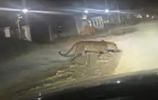 leopards have entered Jhundal-Chandkheda leopards have entered Jhundal-Chandkheda
