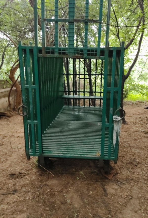 પાંજરા મૂકવામાં આવ્યા
