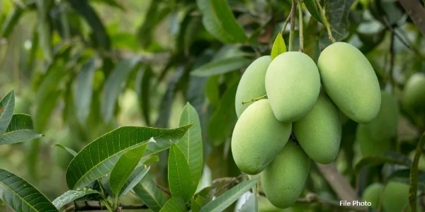 National Mango Day