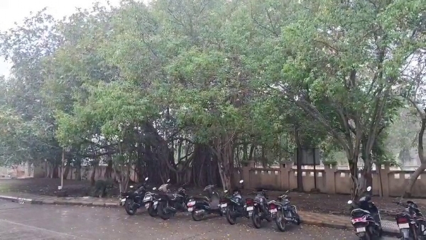 ત્રણ દિવસથી વરસાદી ઝાપટાં છતાં પોરબંદરને હજુ મુશળધાર વરસાદની રાહ. ત્રણ દિવસથી વરસાદી ઝાપટાં છતાં પોરબંદરને હજુ મુશળધાર વરસાદની રાહ.