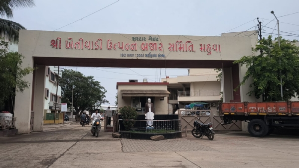 મહુવા માર્કેટિંગ યાર્ડ ફાઇલ ફોટો મહુવા માર્કેટિંગ યાર્ડ ફાઇલ ફોટો