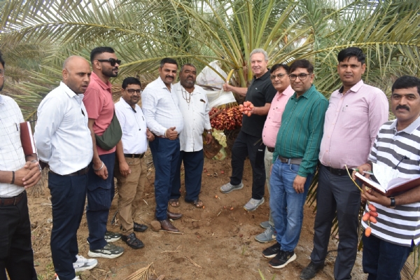 કચ્છની ખારેક ખેતીને વૈશ્વિક દિશા કચ્છની ખારેક ખેતીને વૈશ્વિક દિશા